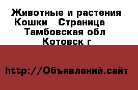 Животные и растения Кошки - Страница 3 . Тамбовская обл.,Котовск г.